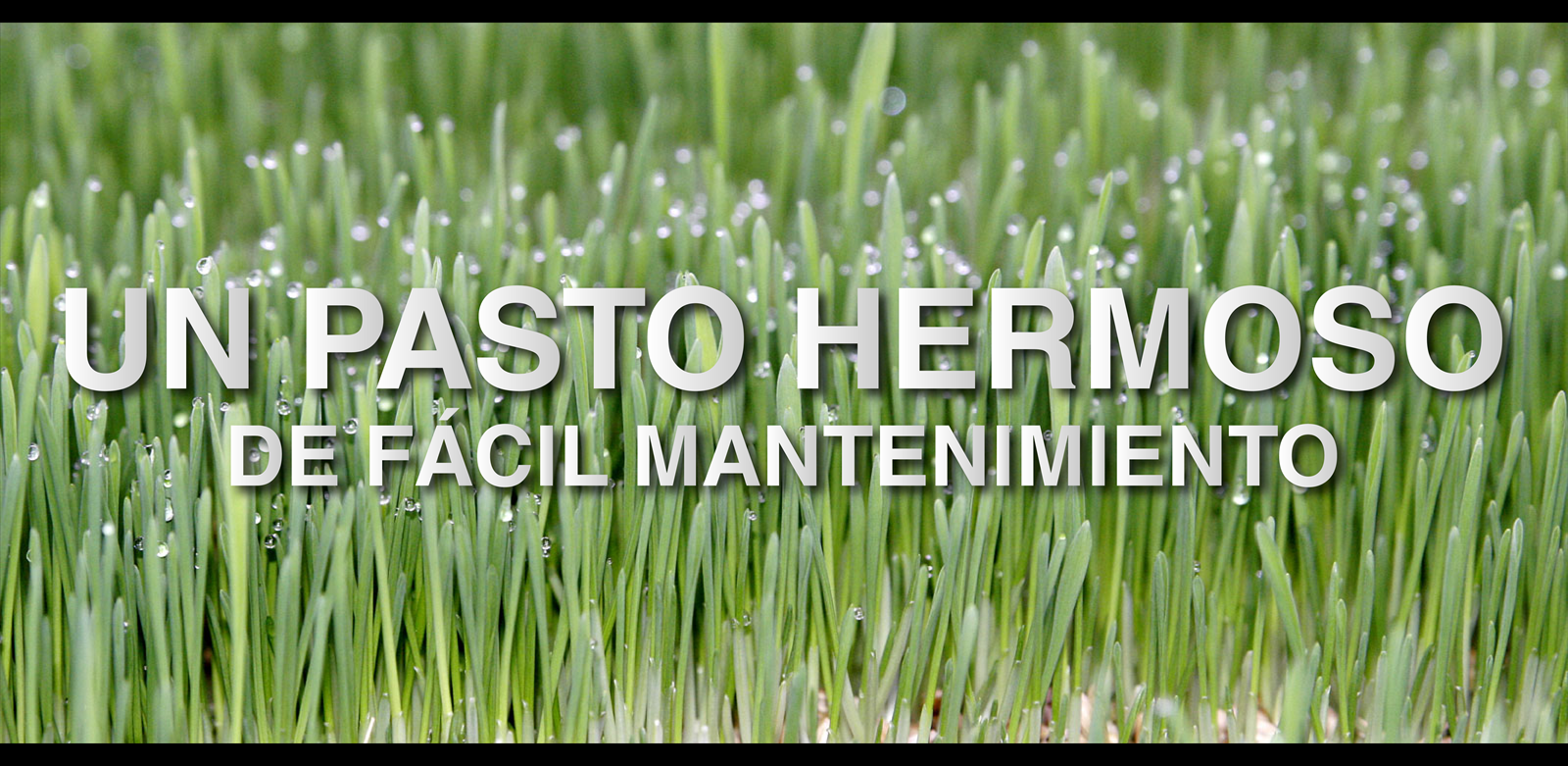 Pasto Sintetico uso interior y exterior